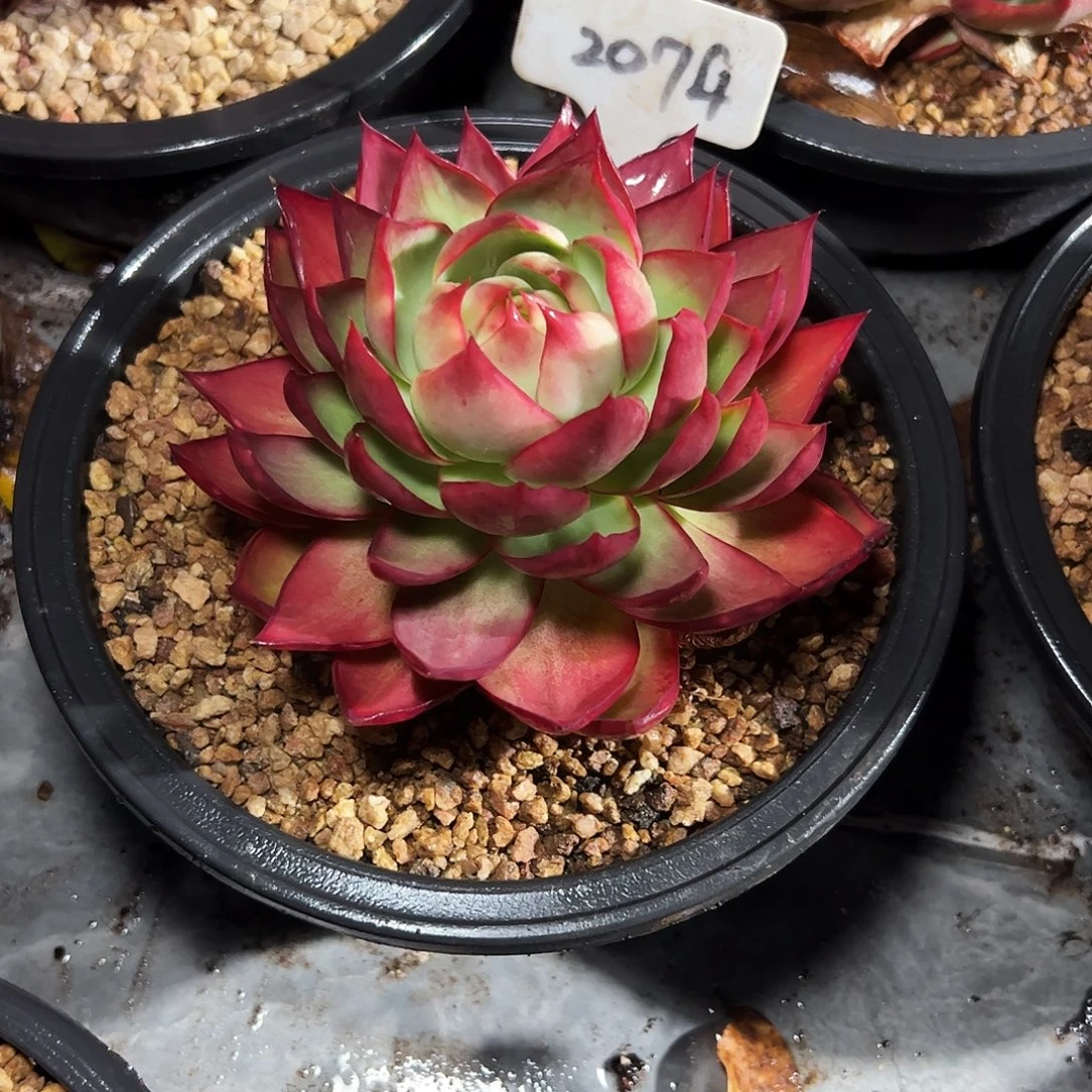 悠***音惊鸿仙子2074号一物一拍