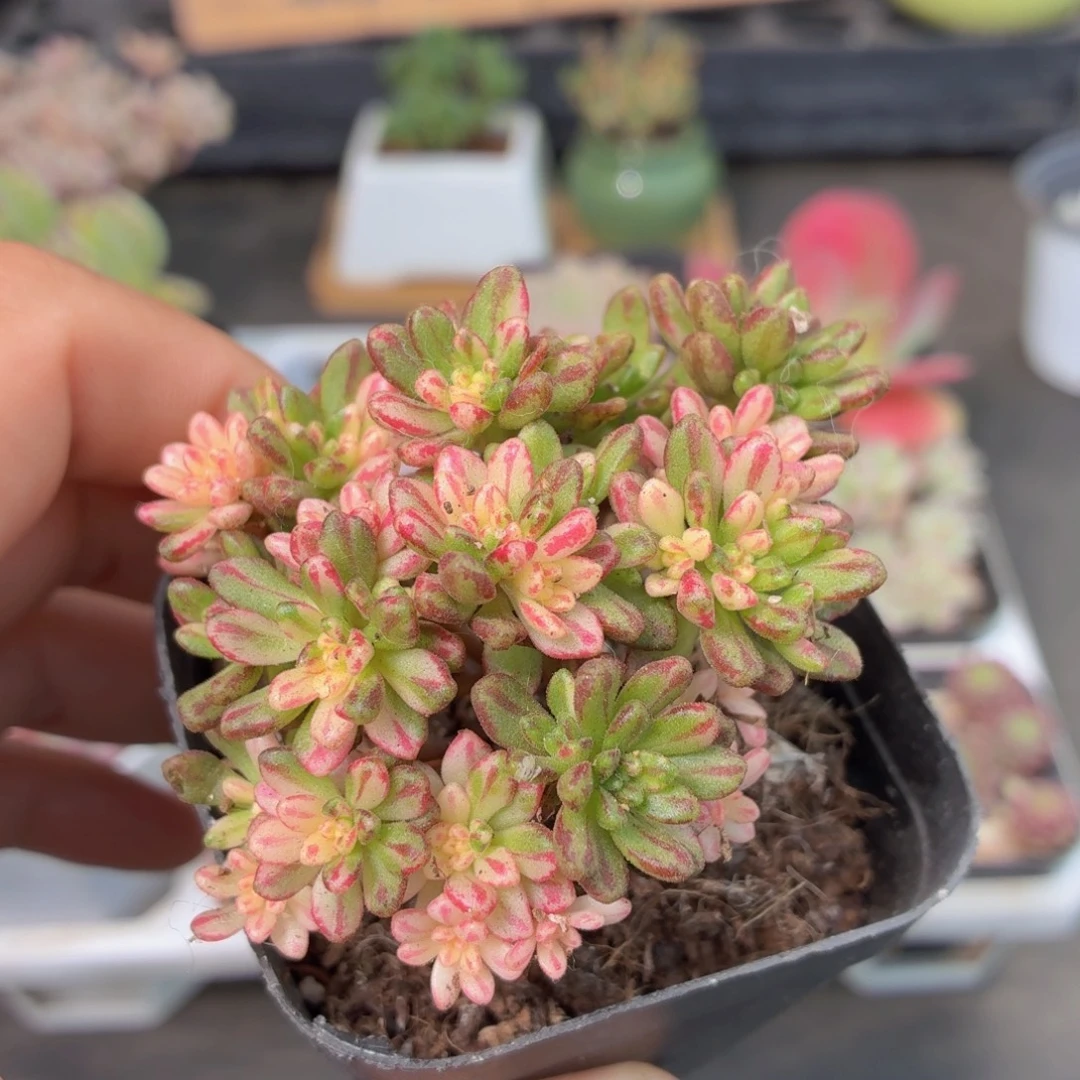 小人姬锦多肉9.9包邮发货