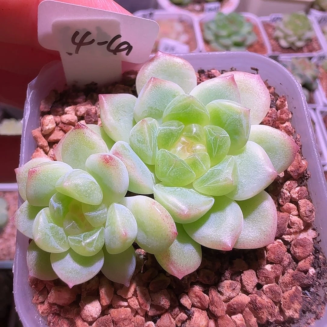 4-41福利甜言财富密码双头