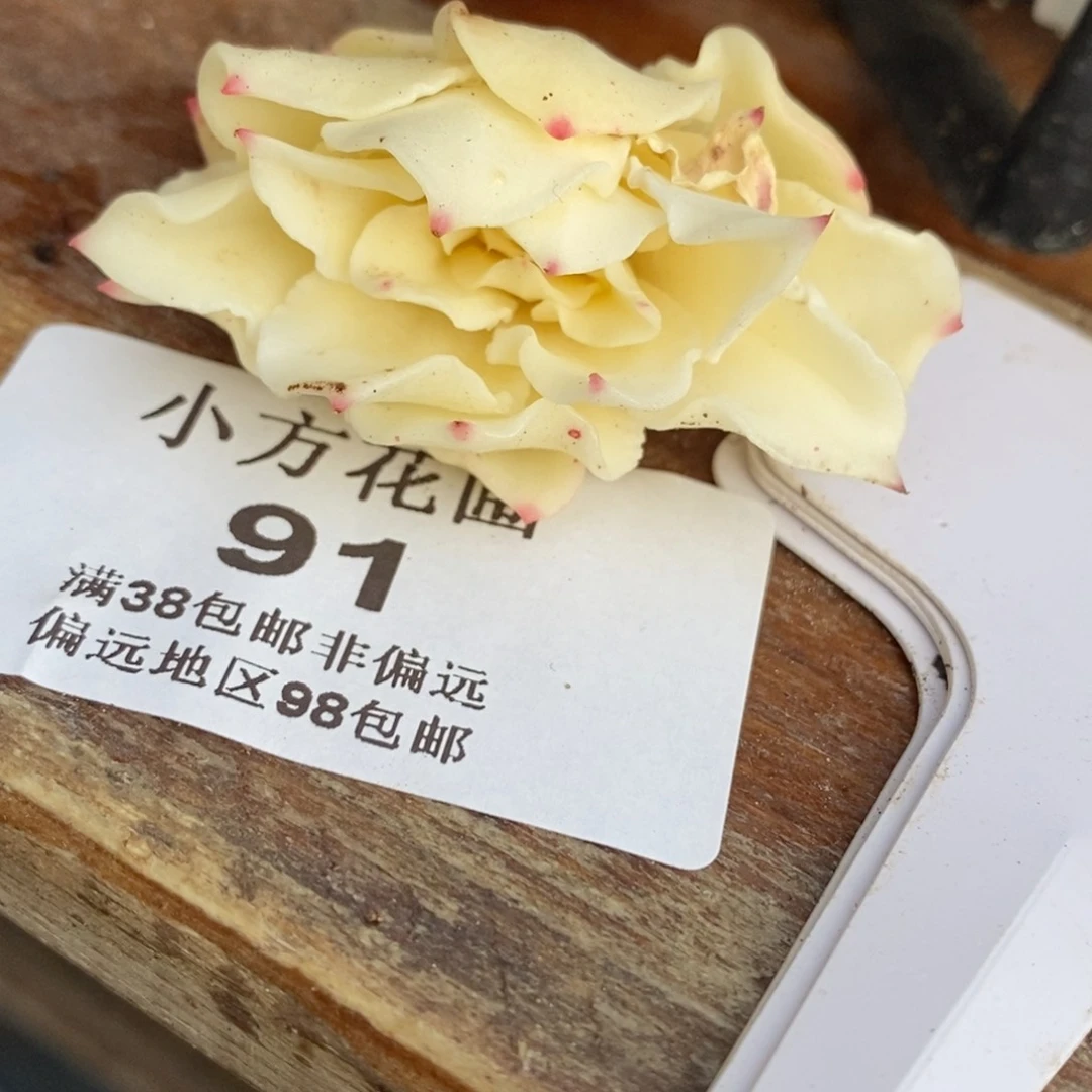 手****✨91海啸锦 小方花圃一物一拍