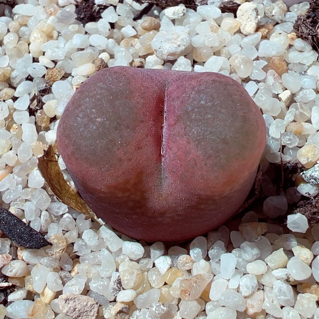 1026-268多肉多日红毛