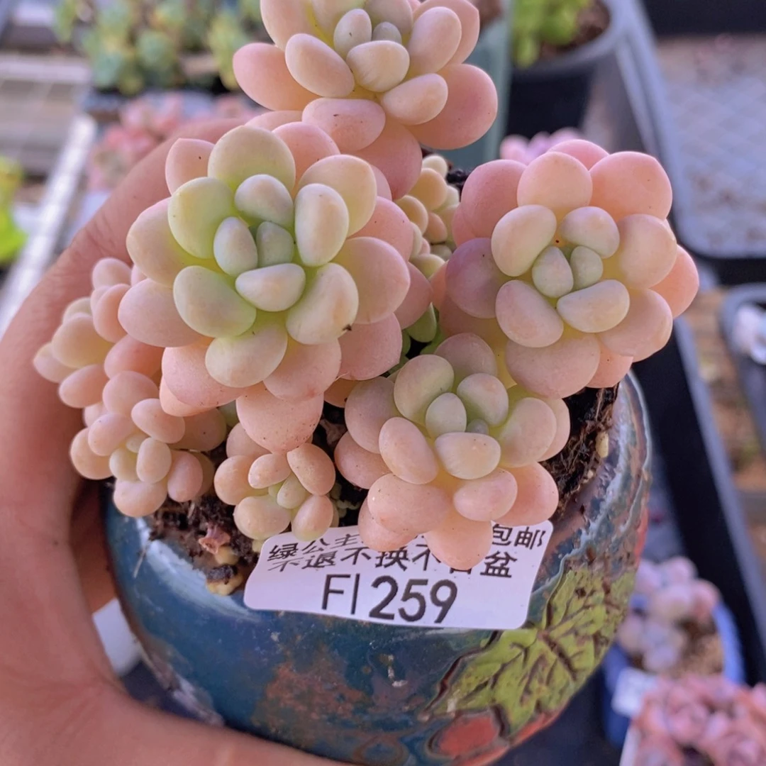 洛可可7cm259多肉植物