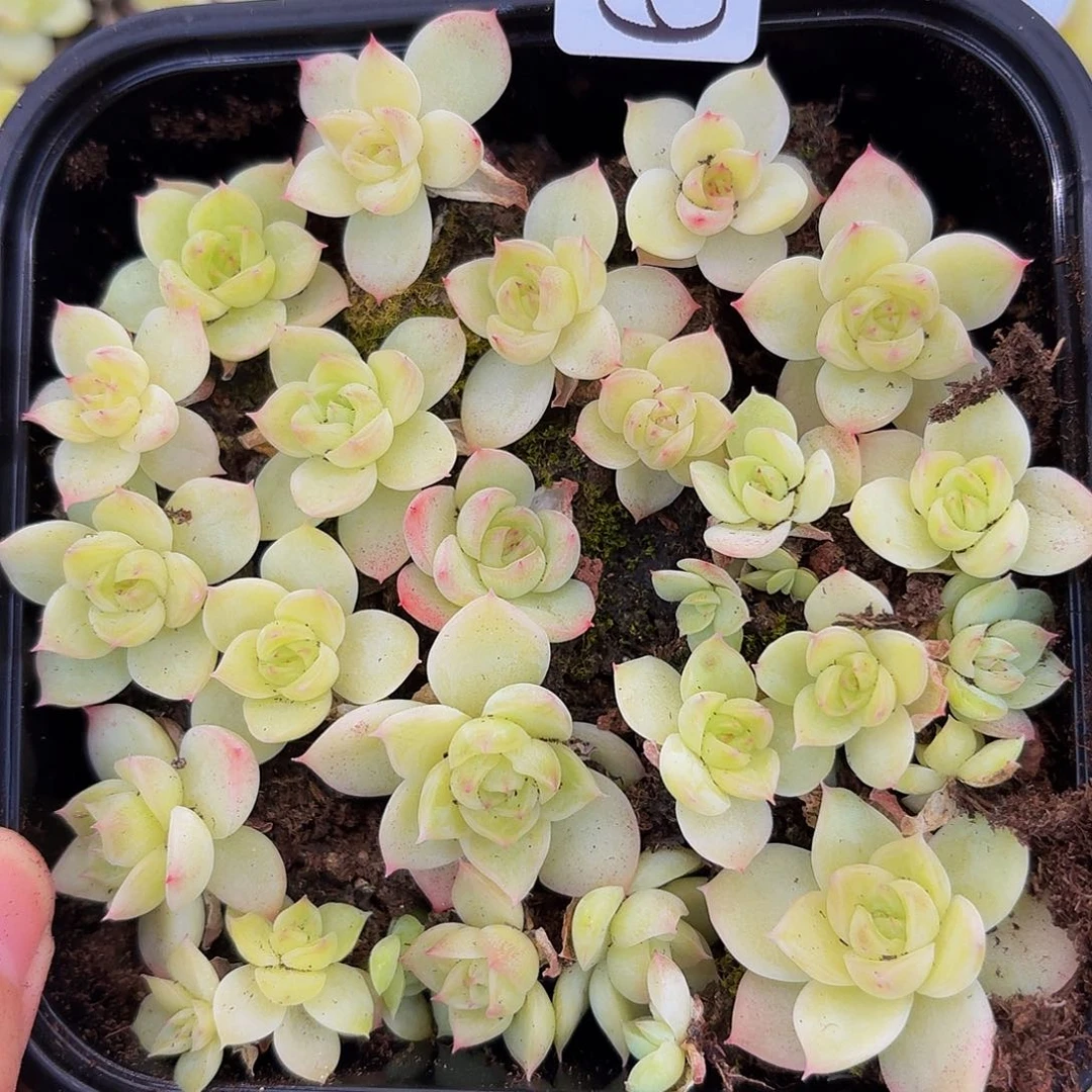 多肉植物多肉植物681
