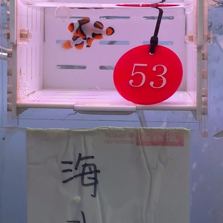 2-5公热带海域十字纹毕加索2条2.一3