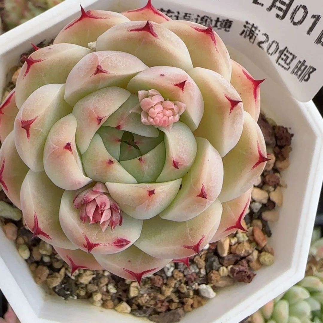 花语逸镜0201-260