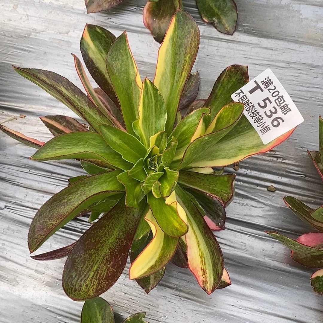 536魅影七彩多肉法师锦