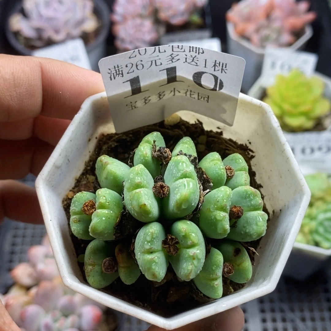 小绿嘴一物一拍满20包邮满26送一颗多肉