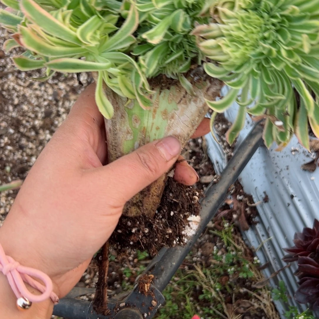 492 号多肉植物法师新年福利