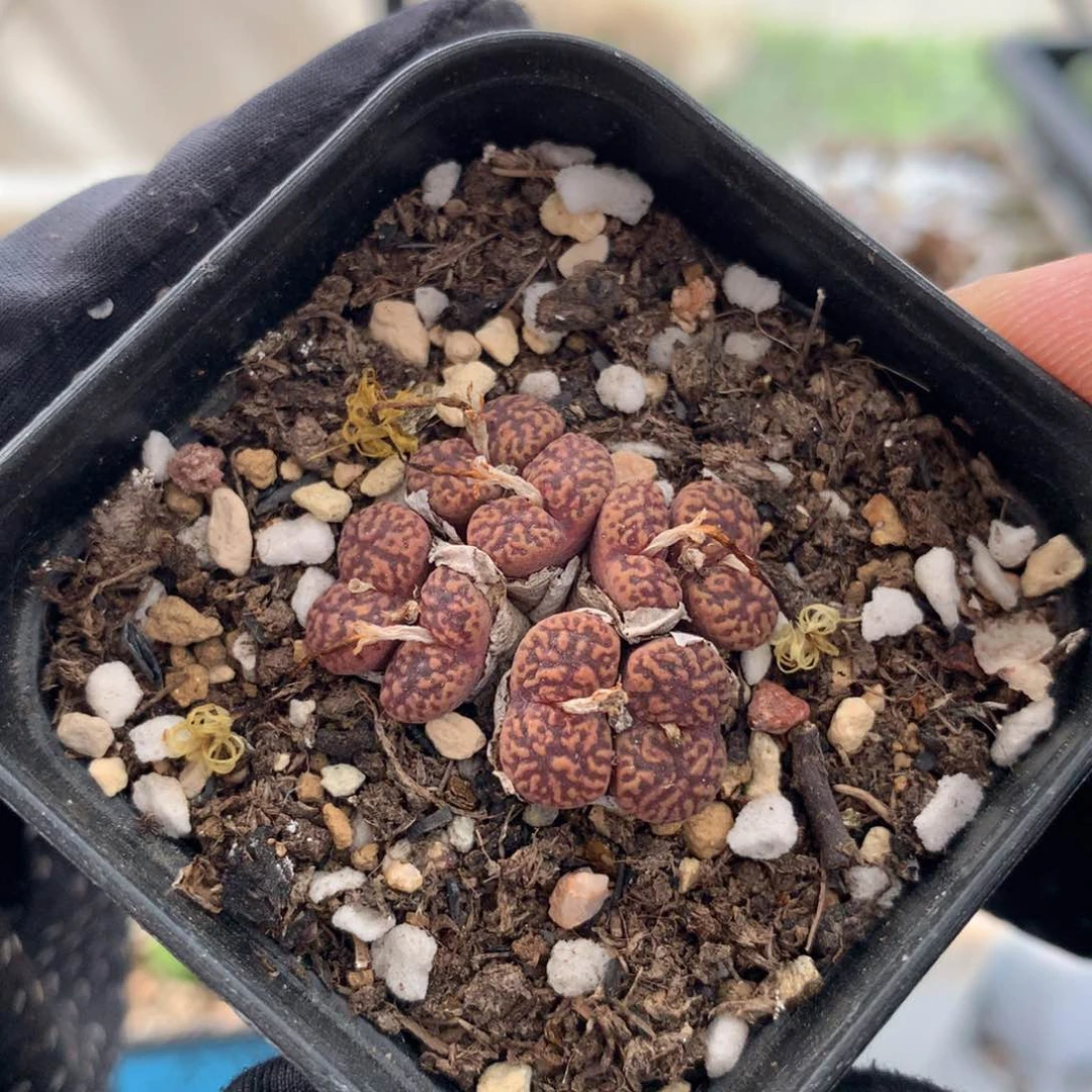 a496鸟母本福利一颗