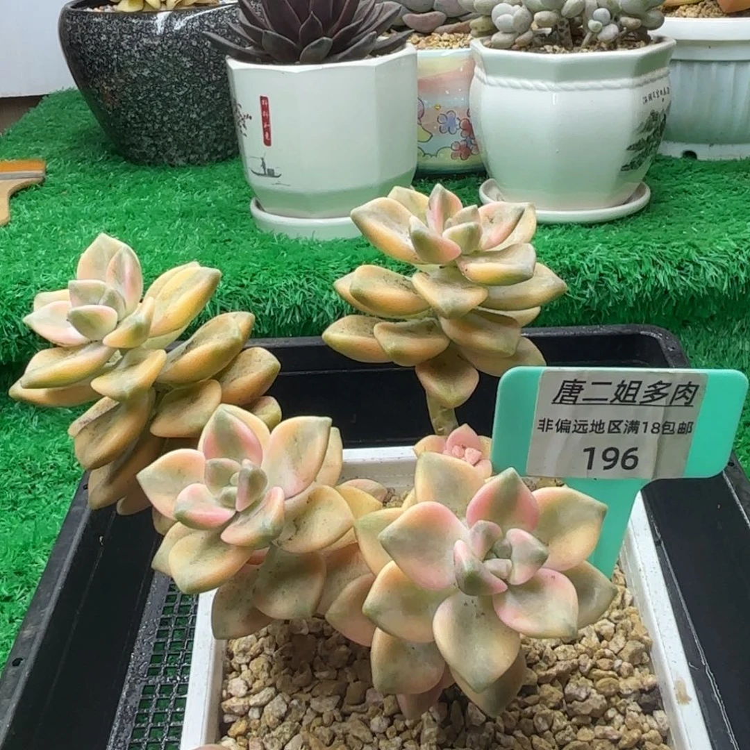 唐二姐多肉编号196
