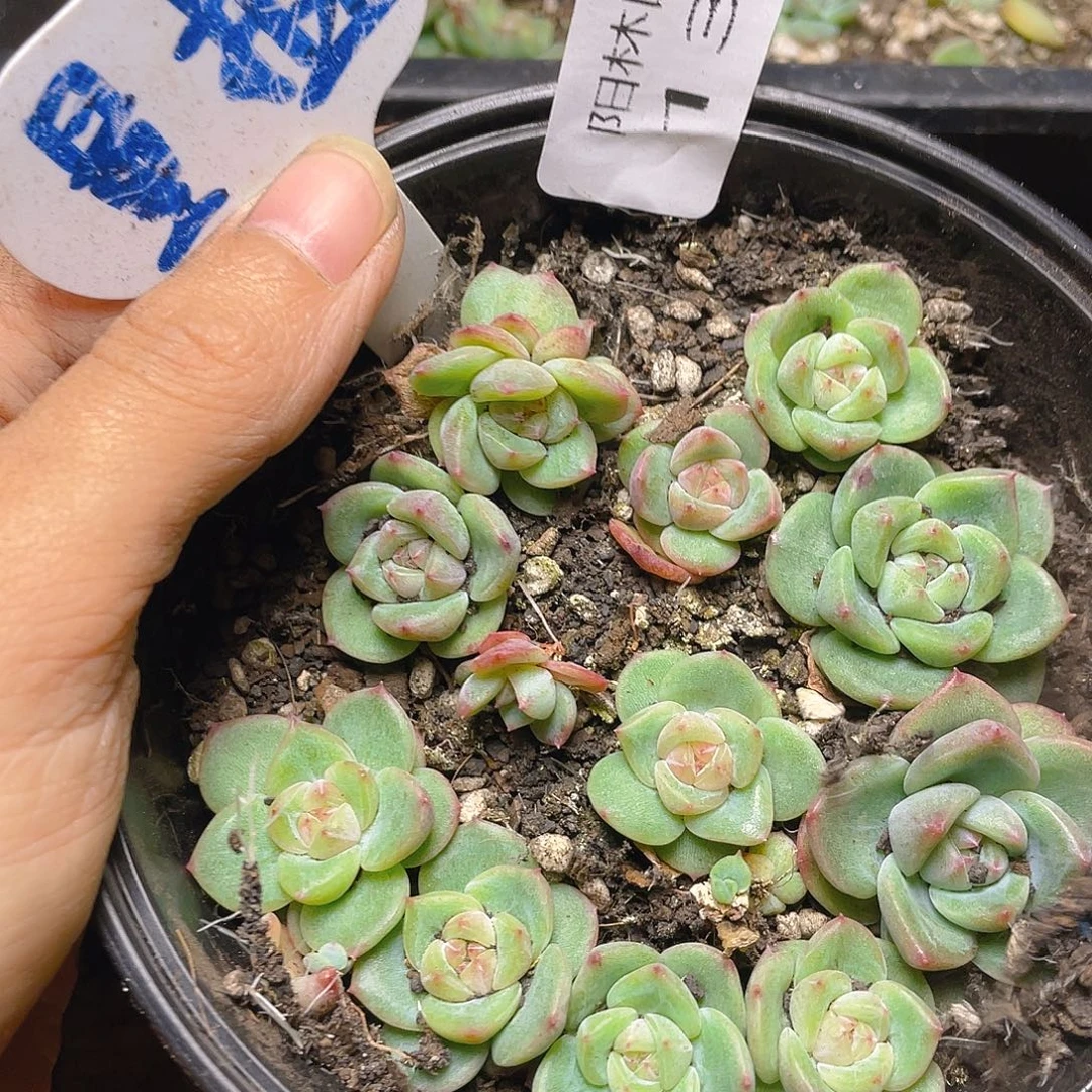 量拍多肉植物多肉植物135