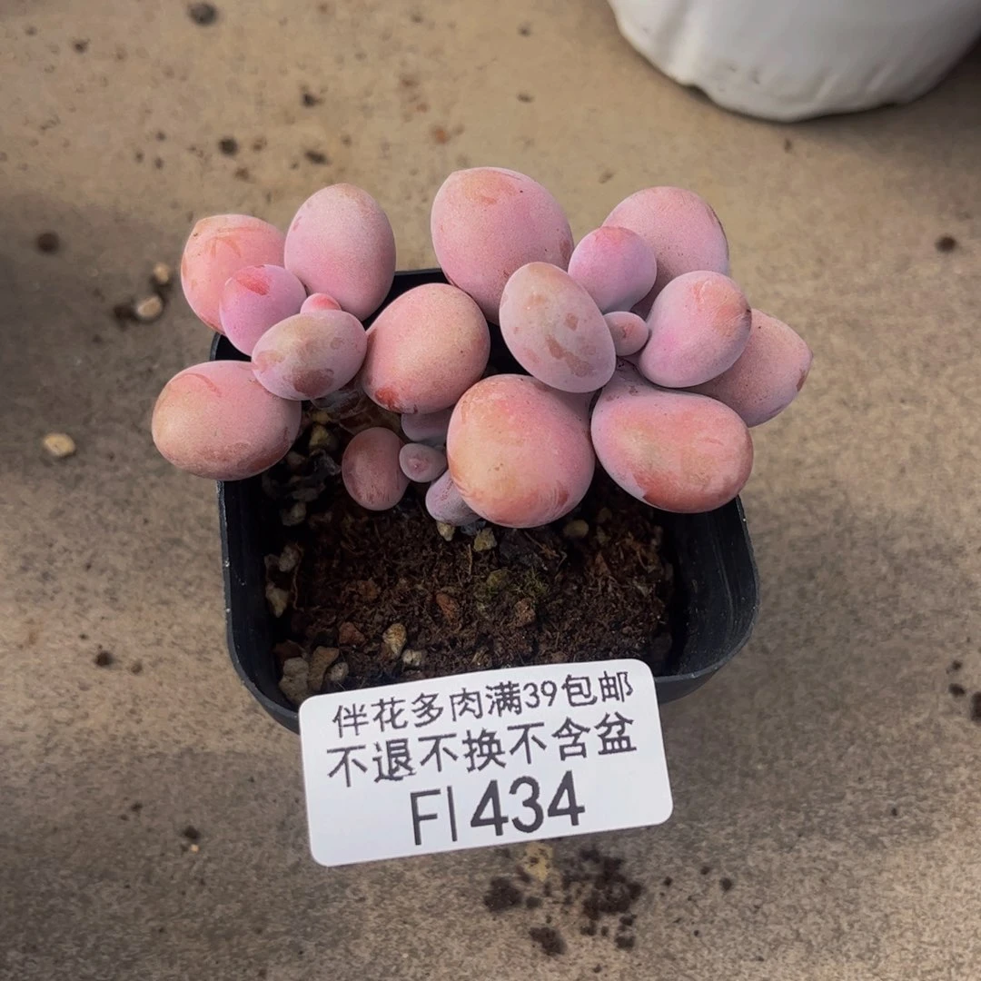 434-腰子桃蛋多肉6cm