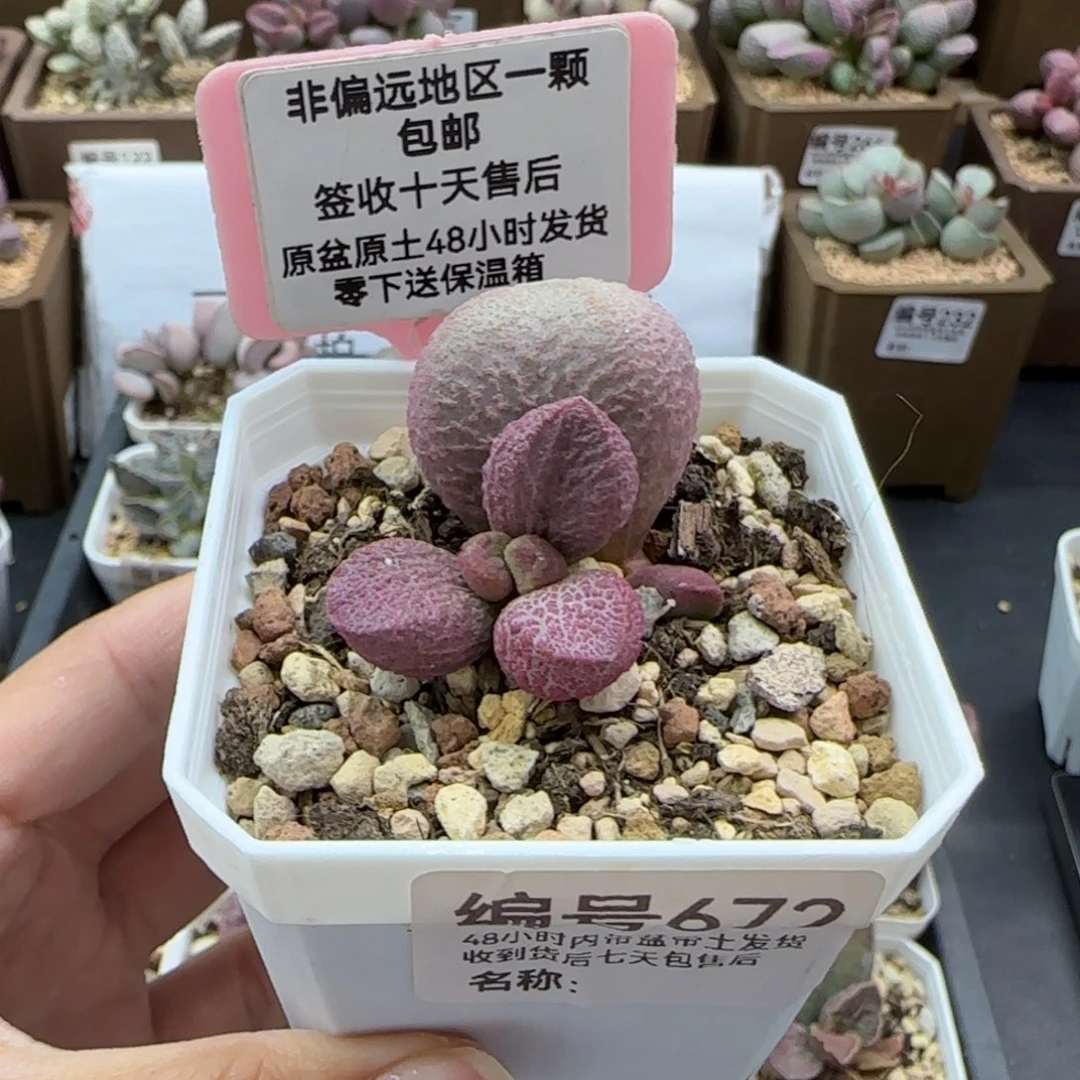 672红烧肉多肉植物