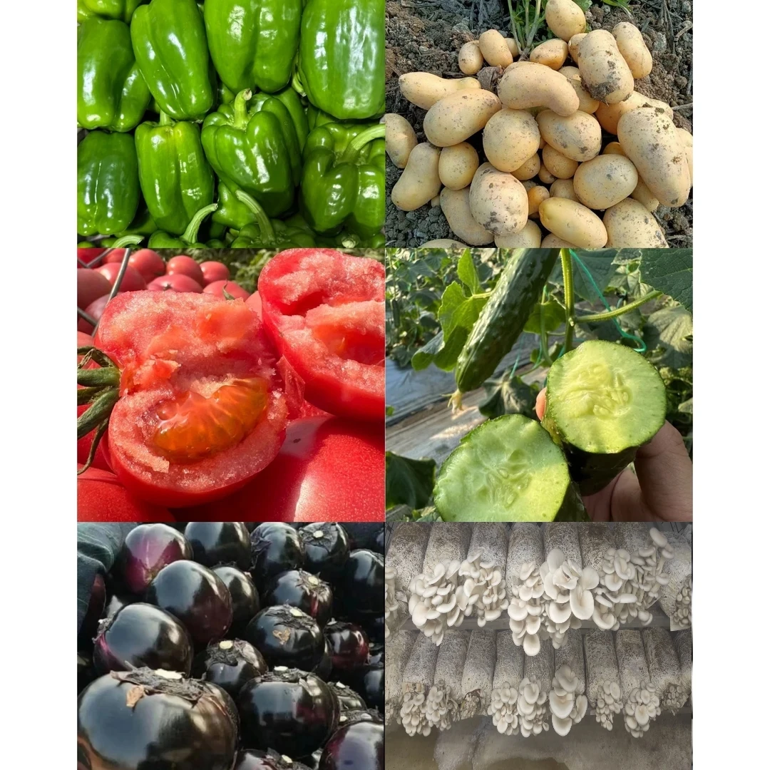 幼儿园4.8斤组合|西红柿/大椒/圆茄/土豆/黄瓜/袖珍