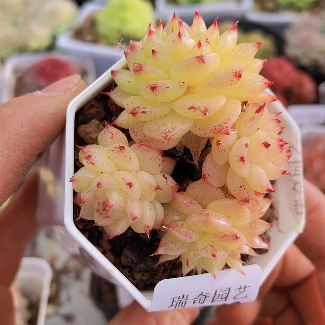 000000000000049量拍