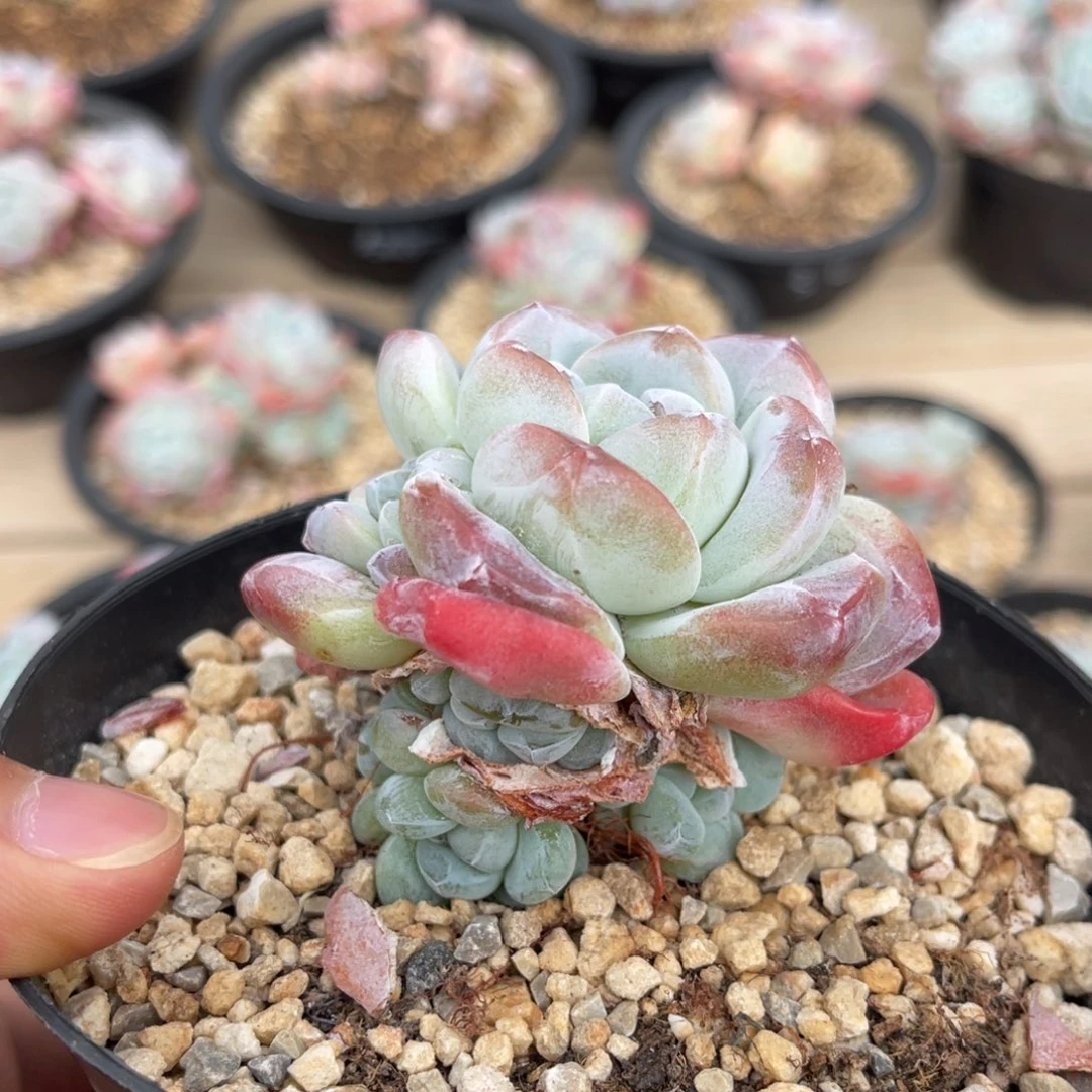 潜力股捧花满68包邮