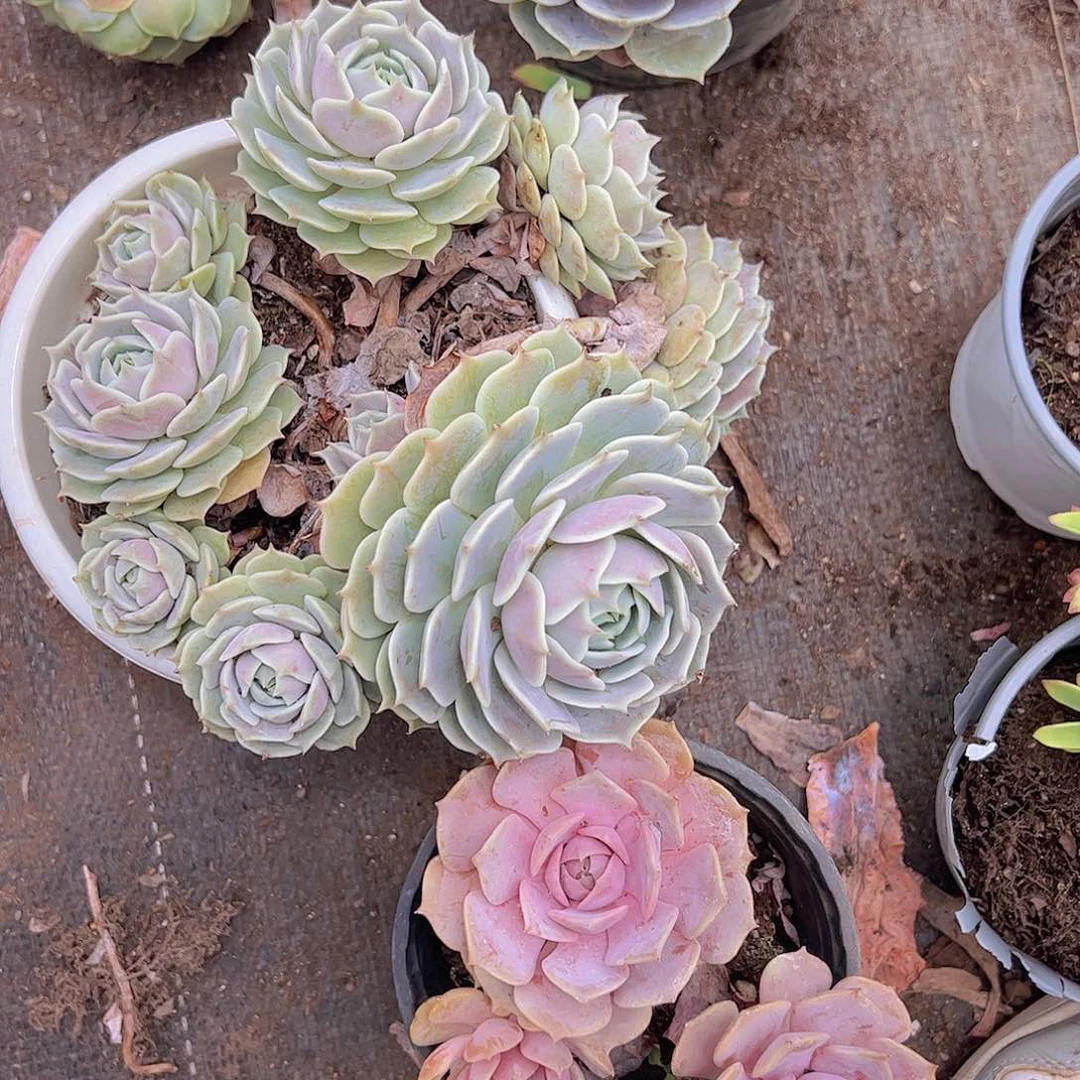 粉蝶双头起发精品老桩，露娜莲大单头带崽