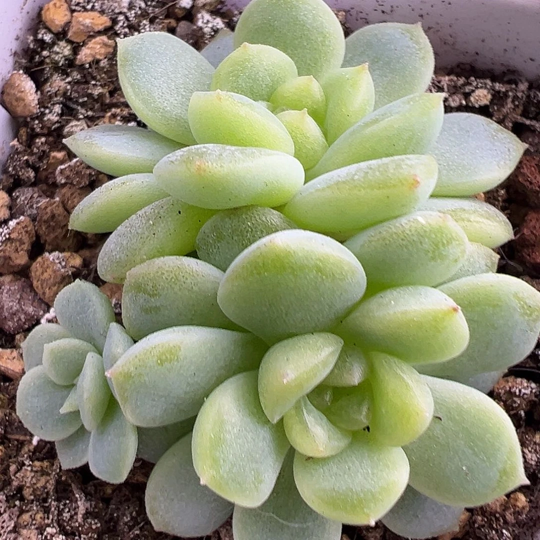 P100甜心一物一拍