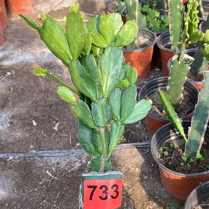 无花朵027，733号叶片有轻微晒伤新疆不包邮