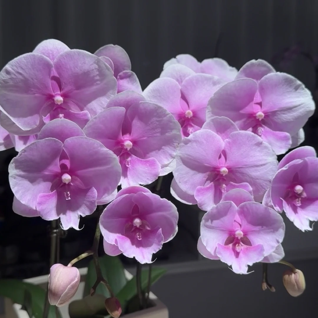 蝴蝶兰—粉色迷雾(任意两颗包邮只拍一颗发苗)