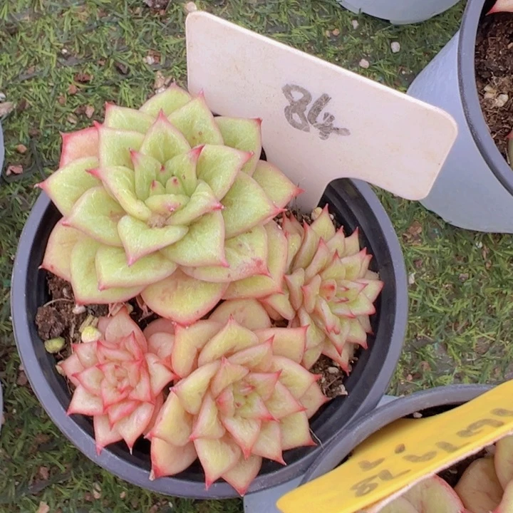 健健康康平平安安