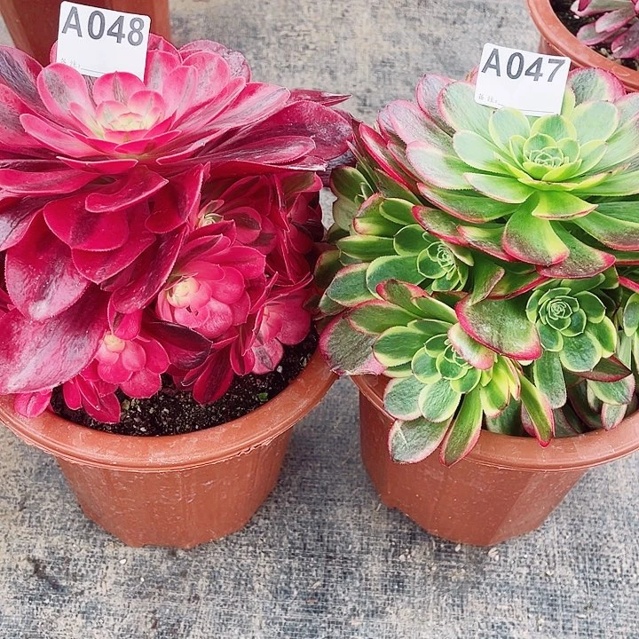 美杜莎048奶白047