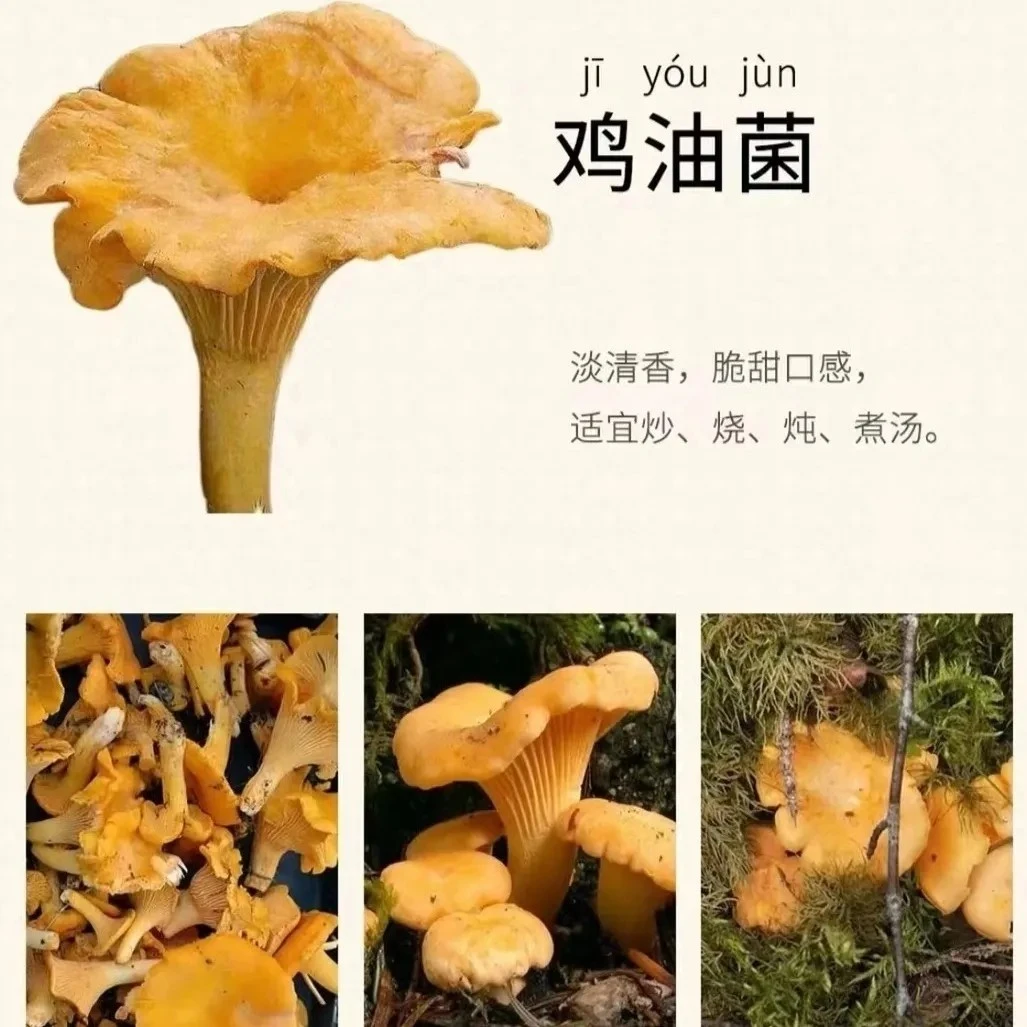 新鲜鸡油菌云南野生鸡油菌新鲜鸡油菌黄丝菌当季鲜活纯天然包邮
