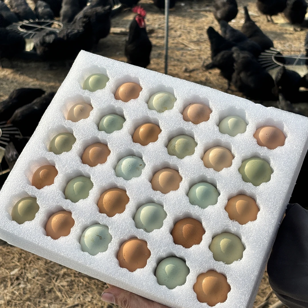 【混装款】新鲜农家林间散养纯粮喂养乌鸡蛋破损包赔