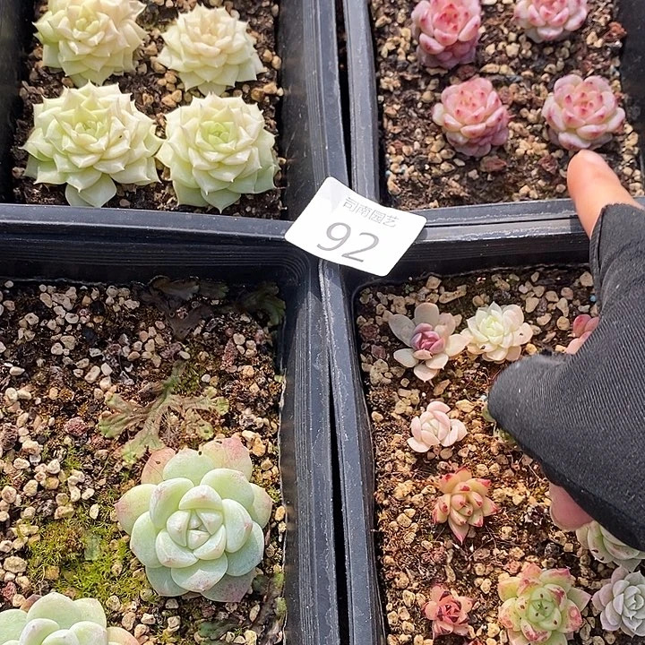 92 多肉植物盆栽花卉