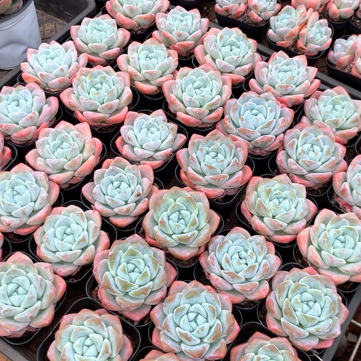 单头暗纹冰玉3颗两单包邮