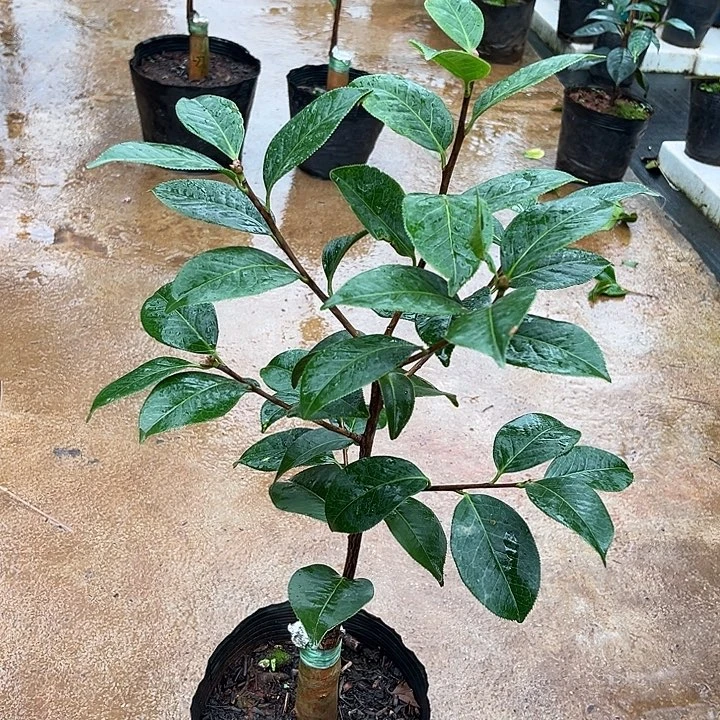 完全开放朱砂紫袍嫁接一刀