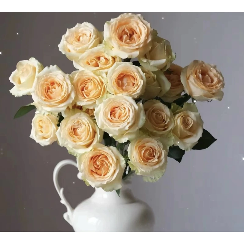 30支【香槟玫瑰花】【一单中通两单顺丰】云南鲜花昆明基地直发