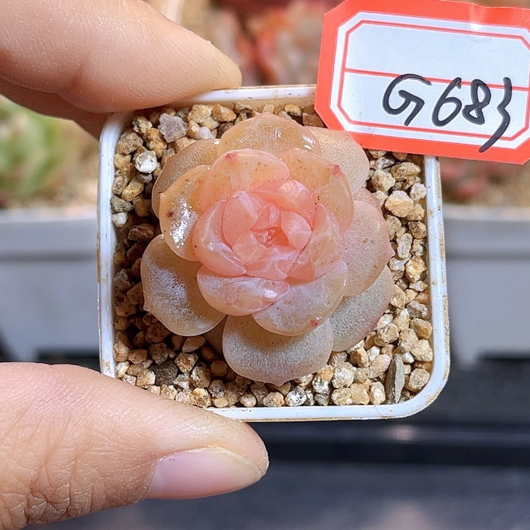 G683  若梦珍妮多肉