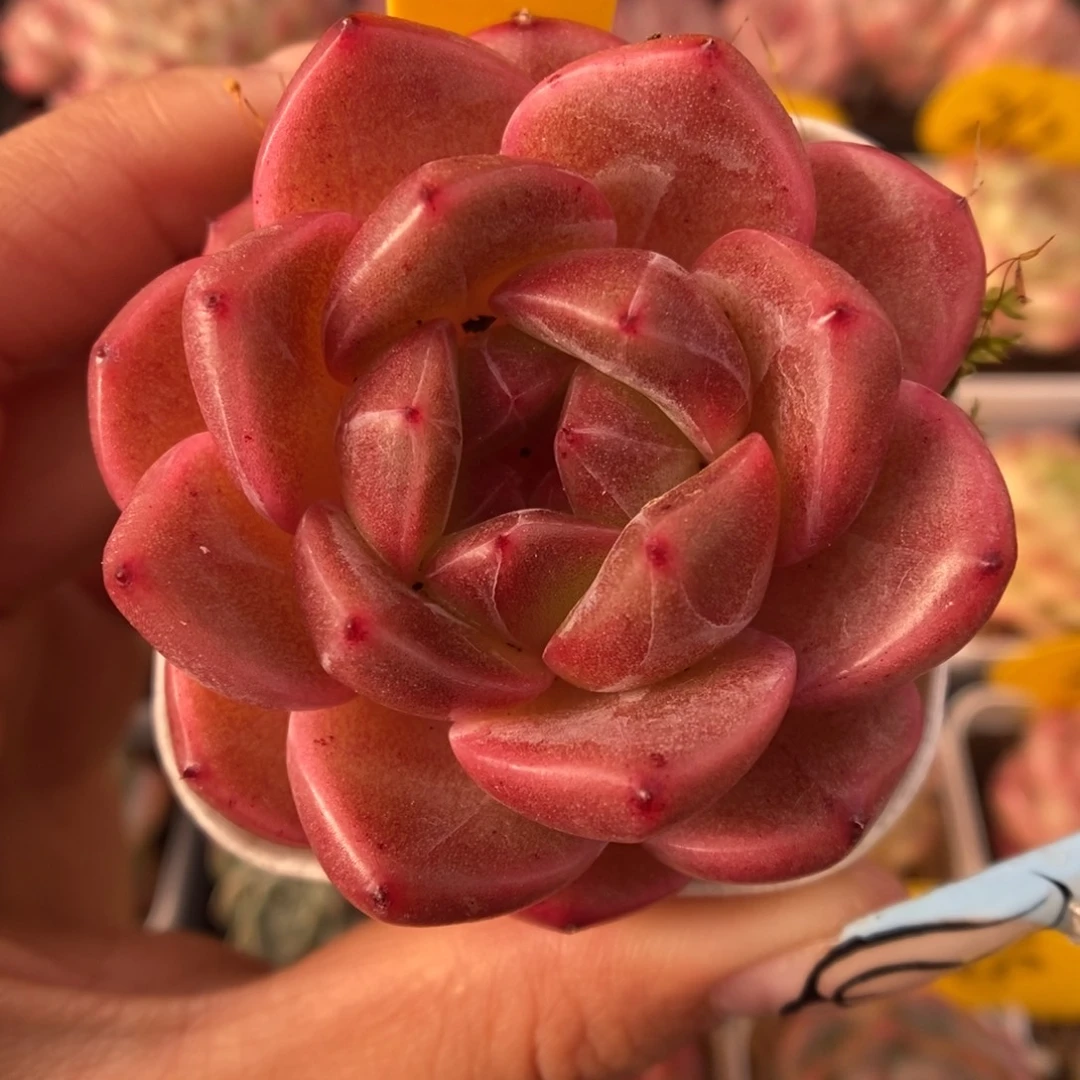 熊猫珍妮可拍935号。