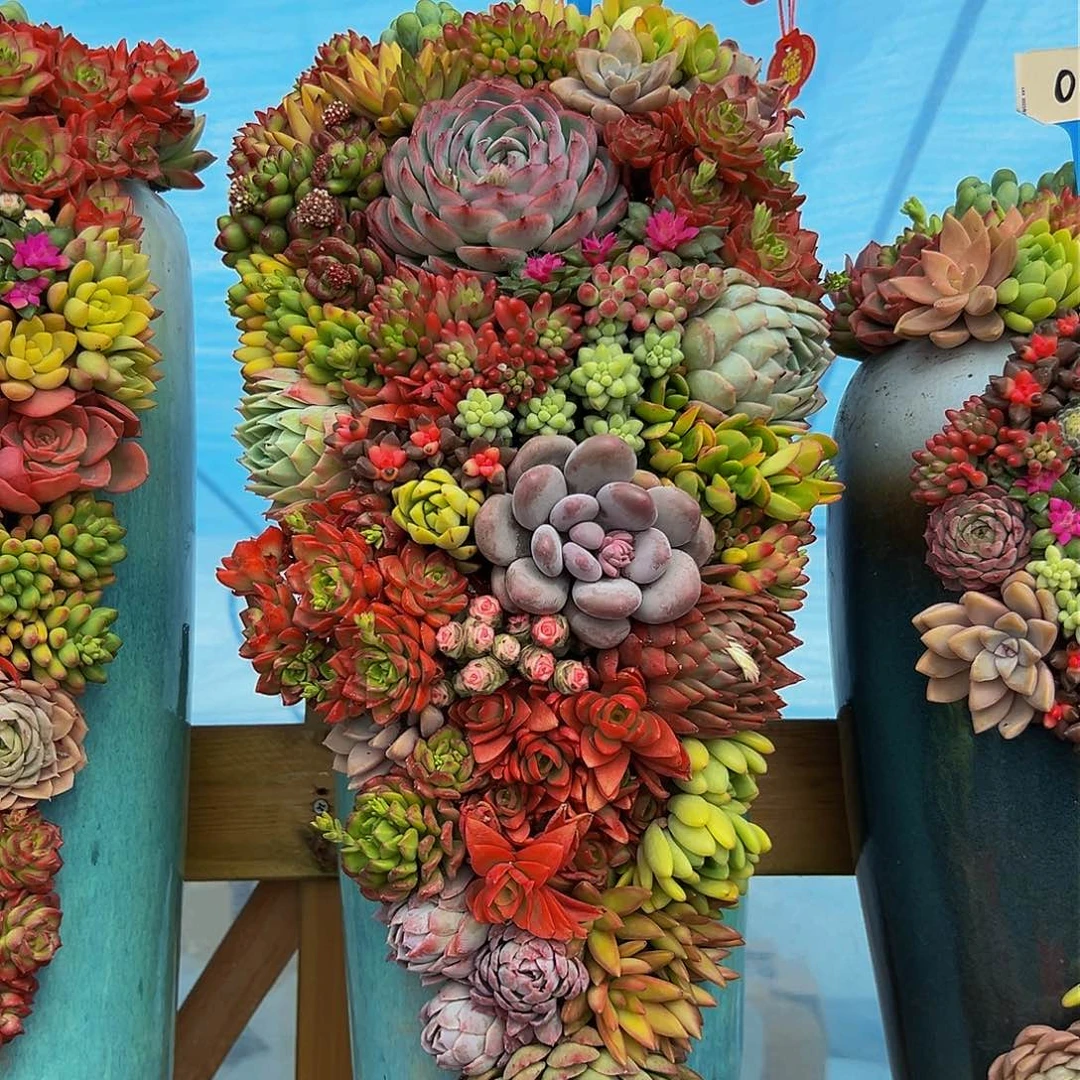 555全家福多肉组合