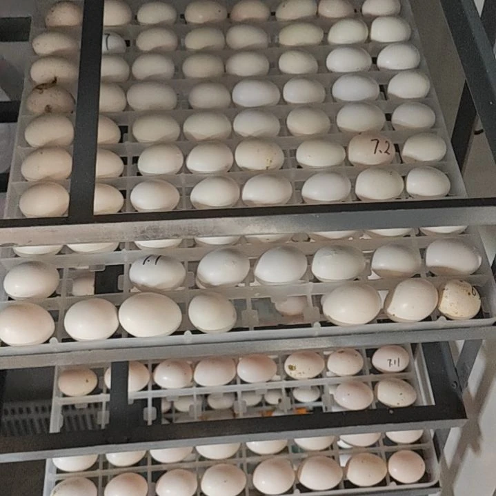 白羽王种蛋  包受精