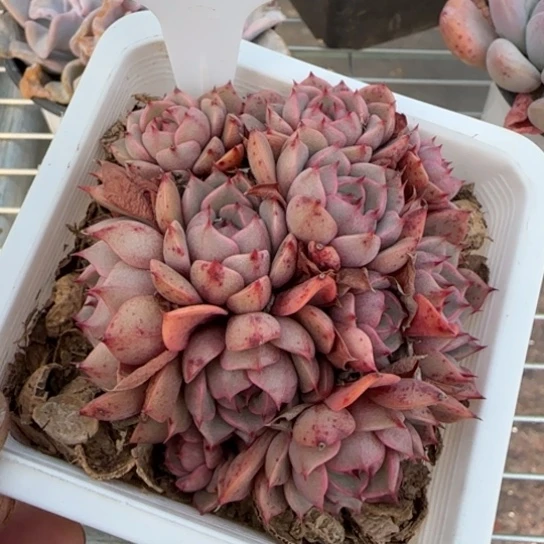 104笨吧 一物一拍多肉