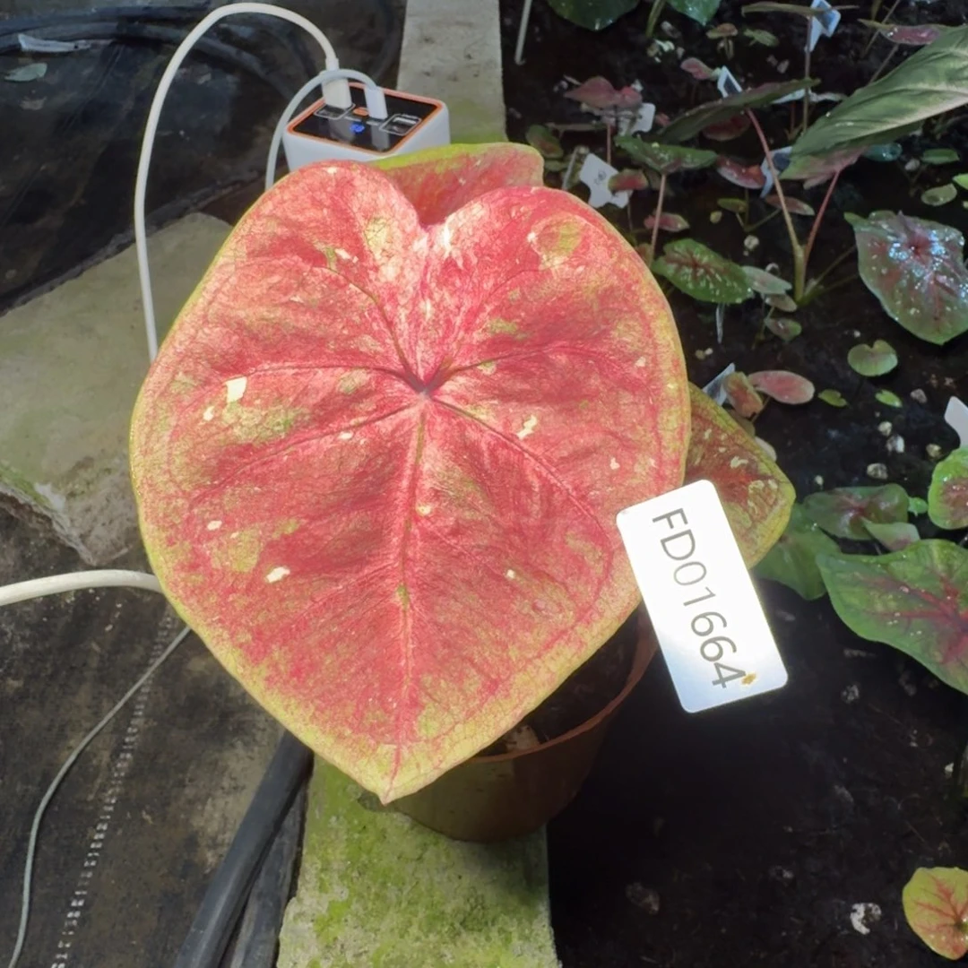 无花朵海王寄养01664