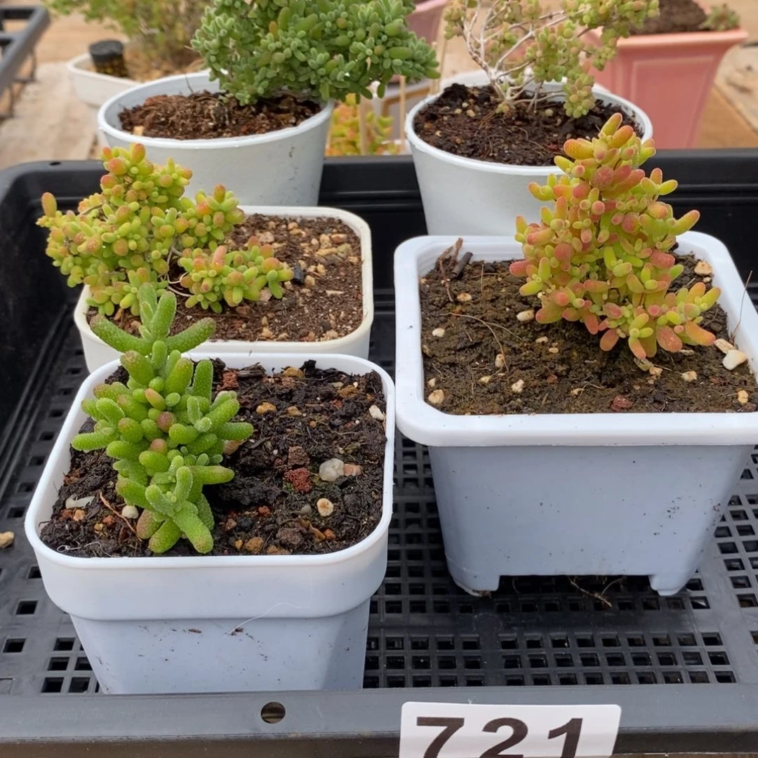 枝干番杏多肉植物721