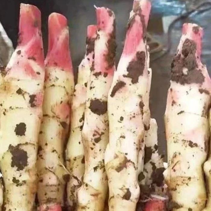 新鲜现挖当季红芽嫩仔姜可腌制泡菜的正宗生姜蔬菜