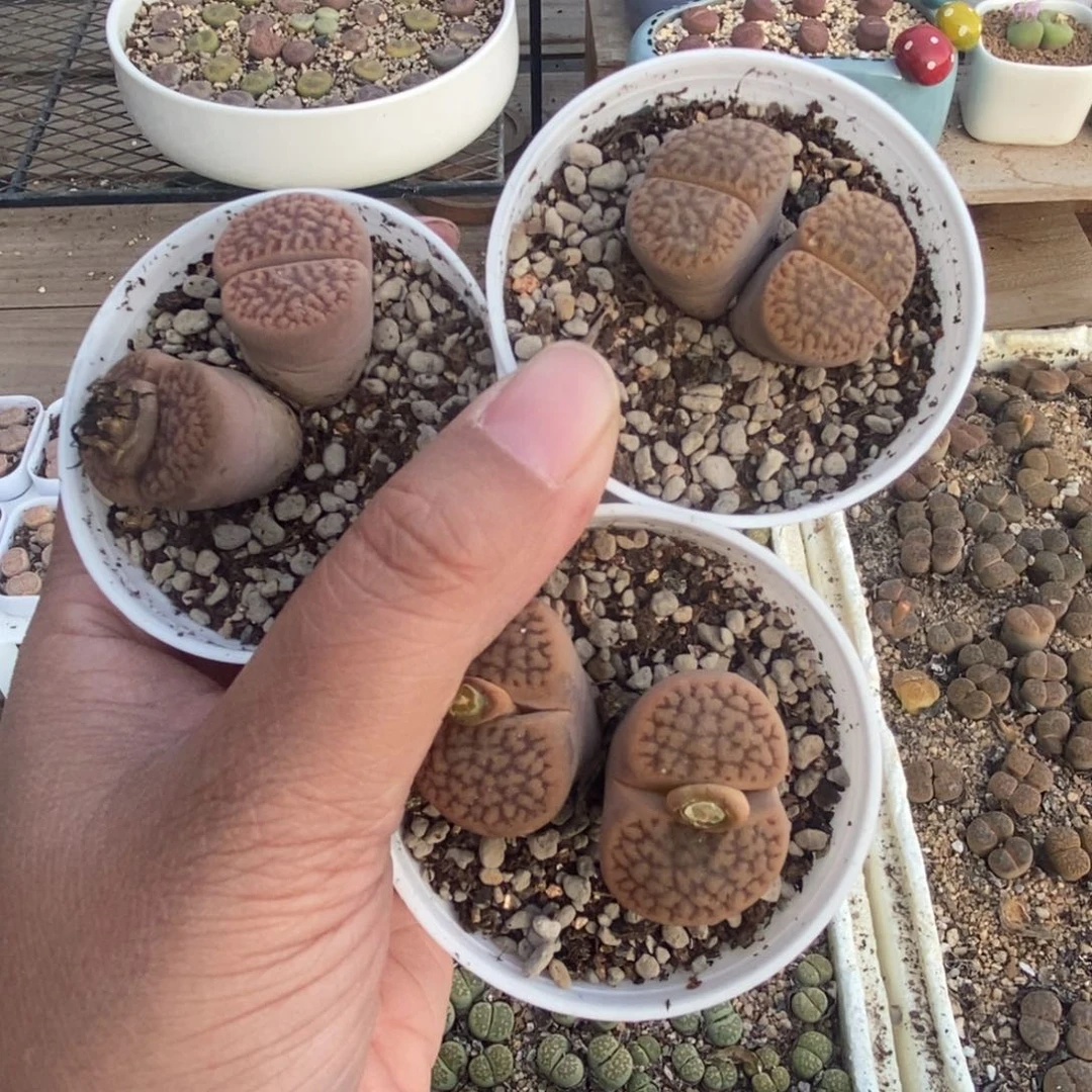 5784 三颗双头富贵玉