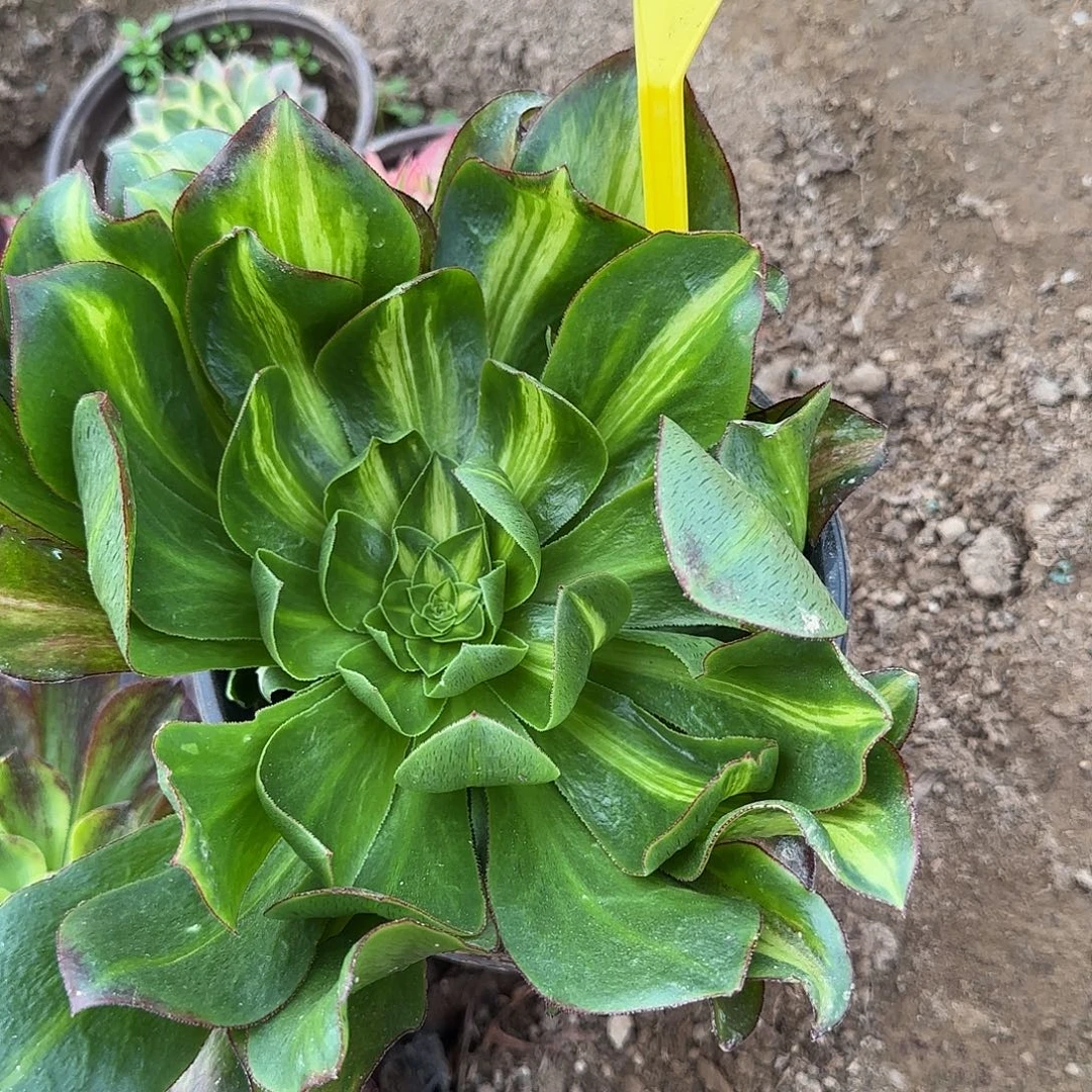 4305---多头多肉植物