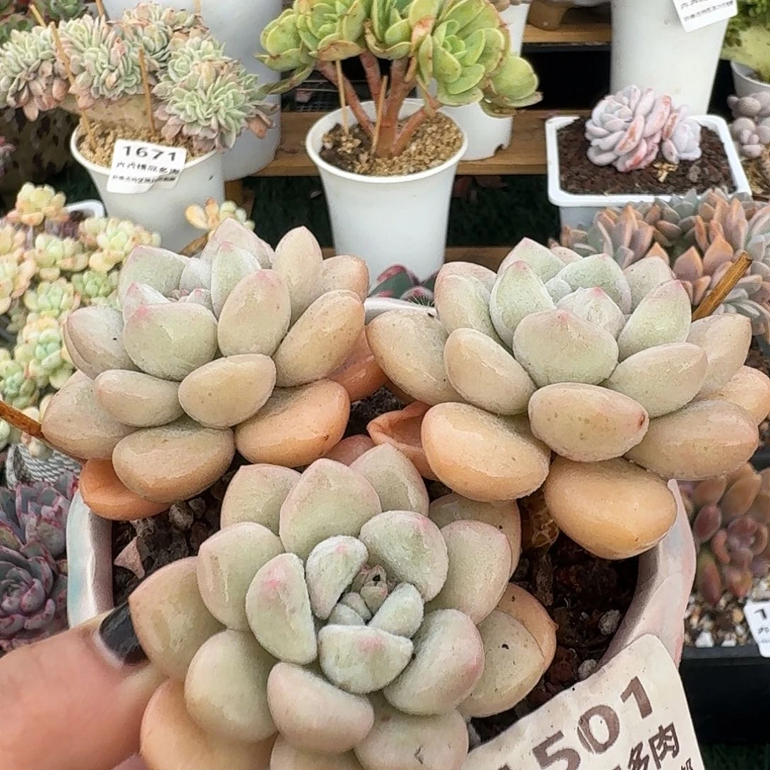 1501一物一拍（满28包邮）