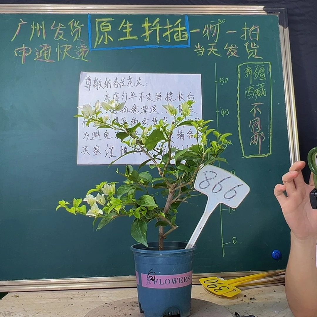 当前无花栽培后可以开花白雪公主 866