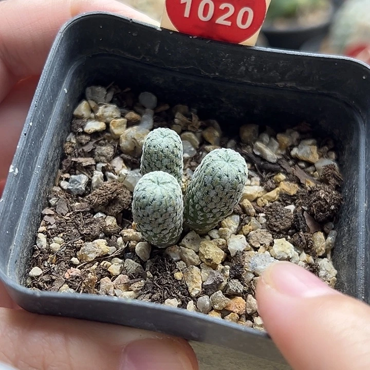 实生三头精巧殿群一棵