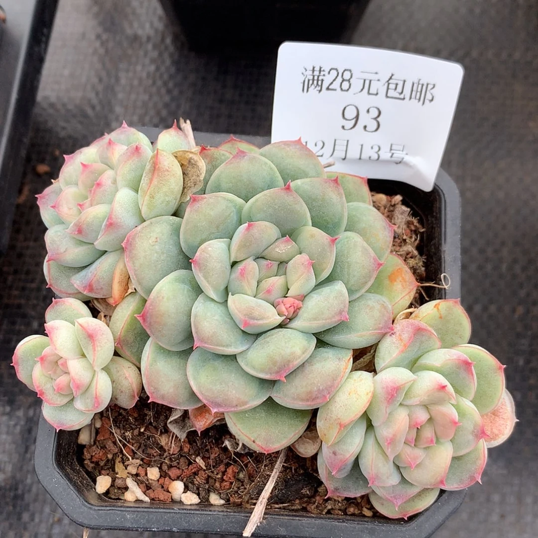 【闪购商品】云93号