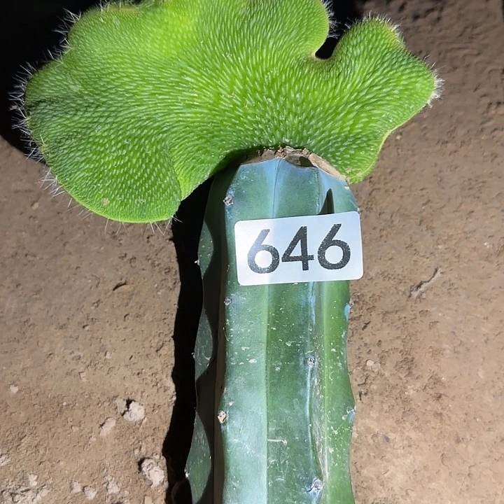 潘***疗无花朵嫁接青蛇缀646