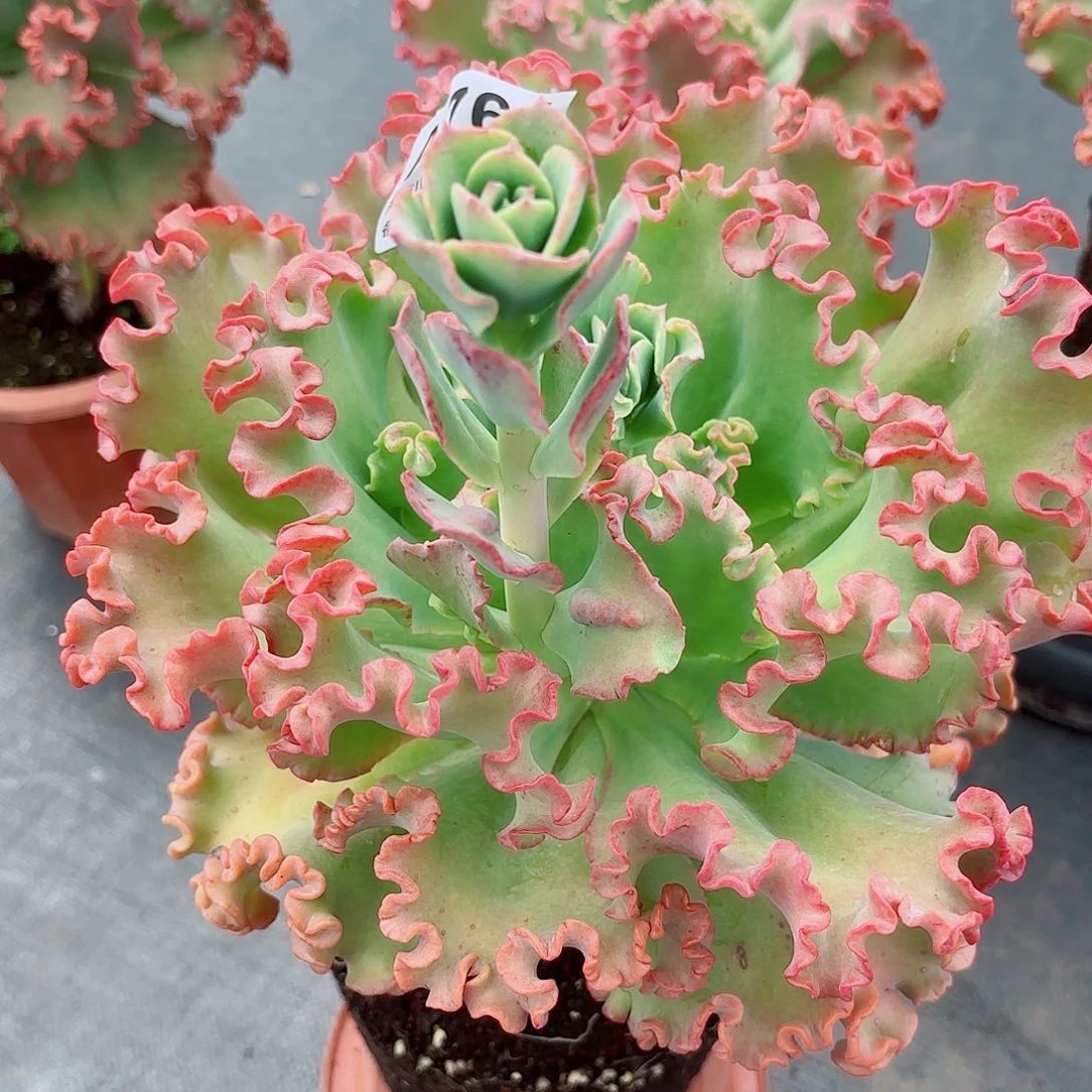 阮***梦女王花粒多肉植物764