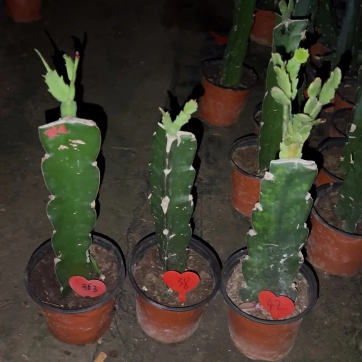 妞***妞当前无花栽培后可以开花黄毛353  澳洲红羽毛38 白毛42