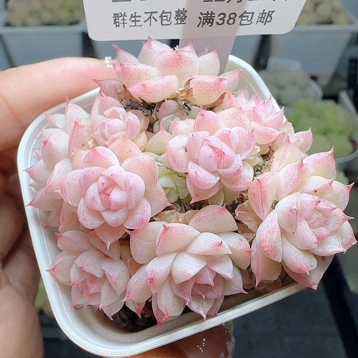 1210-159m1-42-2麦杆